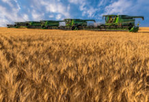 Doch mehr Weizen auf Kanadas Feldern