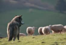 Wölfe: Heuer erstmals Rückgang bei Risszahlen