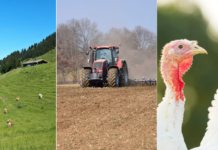 EU gibt Agrarreserve für Alm-, Acker- und Putenbauern frei