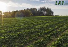 Sichern Sie Ihren Rapsertrag bereits im Herbst!