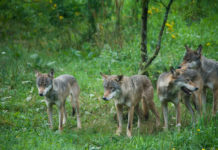 Wolfsrisse im Norden offiziell bestätigt