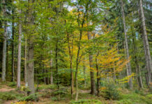 Forstgesetz-Novelle im Ministerrat beschlossen