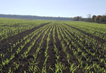 Getreidestrategie im Herbst für leistungsfähigen Bestand!