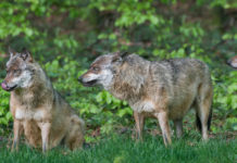 Entwurf zur Wolfsverordnung