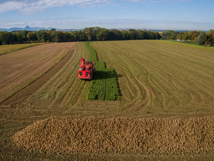 Zuckerrübenernte