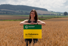 Winterweizen von Saatbau