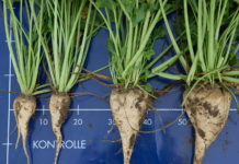 IGP-Versuche: Ohne Pflanzenschutz keine Ernte