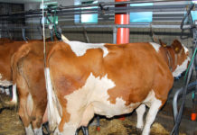 Sammelstopp für Milch aus Anbindehaltung