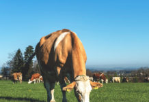 Die weidende Kuh sichert die Kombihaltung