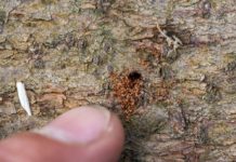 Borkenkäferalarm auch noch im Spätherbst (mit Umfrage)