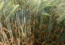 Pflanzenschutz 2023: Ramularia war wieder das Hauptthema