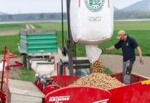 Kartoffelpflanzgut in gebrochener Sortierung