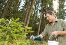 Wildschäden haben weiter zugenommen