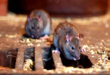 Stallhygiene: Ein letzter Cocktail für Ratten und Mäuse