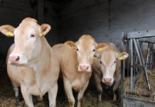 Wie sich Tierwohl-Ställe für Mastrinder rechnen