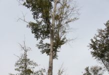 Waldbau: Der Klimawandel bringt auch die Buche ins Schwitzen