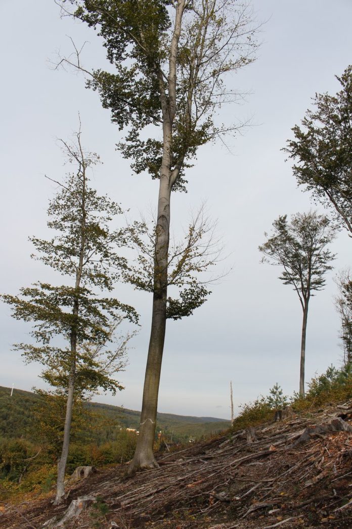 2344 W01 Buche Biotopbaum