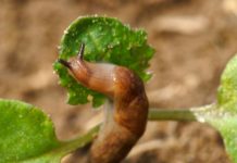 Pflanzenschutztage: Fehlende Wirkstoffe gefährden die Ernährungssicherheit