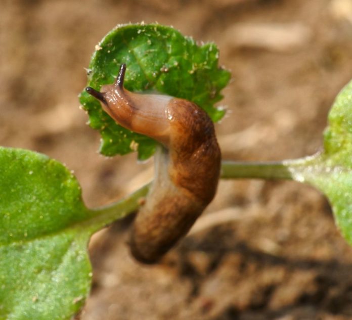 2344 W03 Ackerschnecke Raps Agrarfoto