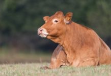 Steuerentlastung für Frankreichs Rinderhalter