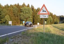 Pro Tag 40 Wildunfälle im Land ob der Enns