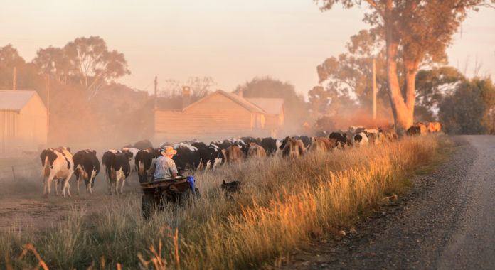 Rinderherde Australien