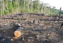 Absage an Umweltauflagen im Mercosur-Abkommen