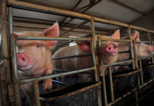 Chinas Fleischproduktion trotz Wachstum defizitär