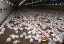 Hühnermast der Superlative