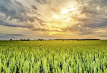 Klimafitte Weizen für Oberösterreich