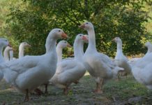 Das Gansl hat bald wieder Saison