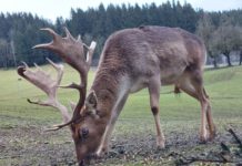 Eine „wilde“ Alternative, die Chancen verspricht