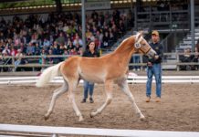 57. Ausgabe der Stutfohlenauktion Ebbs