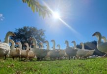 Gans auf der Weide hat Potential