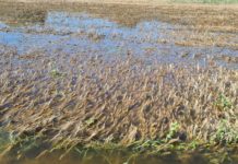 Weniger Getreide, Mais und Obst