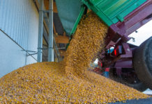 Ackerbau: Weniger Ertrag und gesunkene Preise