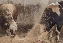 Große Mehrheit in der EU fordert mehr Tierschutz