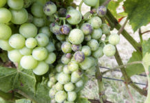 Tipps für den Weinjahrgang 2023