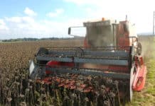 Trotz Rekordernte könnten Sonnenblumen knapp werden