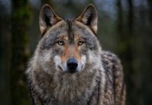 Vorarlberger Agrarforum zum Thema Wolf
