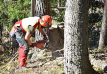Aufarbeitung Waldschäden: Land Tirol und Österreichisches Bundesheer arbeiten eng zusammen