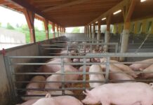 Schweinebranche fordert höhere Invest-Zuschüsse