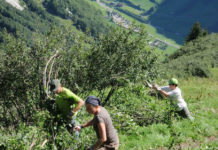 Schwenden: Auf der Alm, da gibt’s viel Unkraut