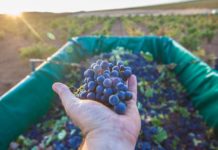 Weinbau: Die Lagenklassifikation hat nun fixe Regeln