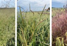 Früher Herbizideinsatz hält die Probleme klein