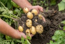 Bio Austria Kartoffeltage mit Praktikervorträgen