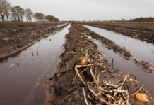 Irische Farmer bekommen Knollen nicht vom Feld