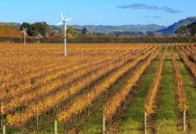 Globale Weinernte gering wie lange nicht