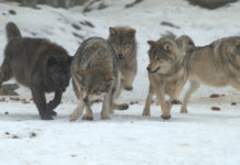 Schweiz setzt nun auf Prävention