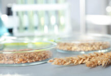 CRISPR/Cas: Die Grundsatzdebatte ist passé